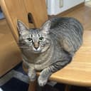 ひめのくるみ