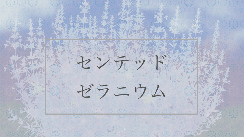 センテッド・ゼラニウム