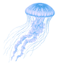 クラゲ