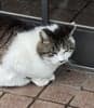 猫の子 avatar icon