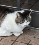 猫の子