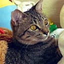 あお