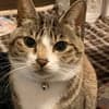 ねこまる avatar icon
