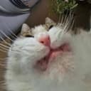 カラヤン😼