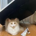 ひびき