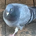 白目のハト