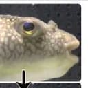 ﾌｸﾞうなﾌｸﾞ