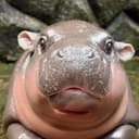 ゆたぽん