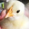 えびちゃん avatar icon