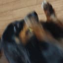 おさかな