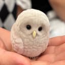 모아산책전문가