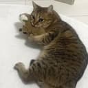 ごんざれす恐竜まん