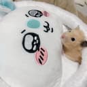 ちゃも