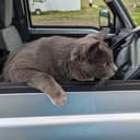 ねこすけ🐈‍⬛（灰）