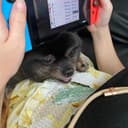 はるなあい