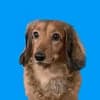 野村證犬 avatar icon