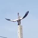 闇堕ちコウノトリ
