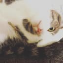 カモミル