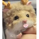 てやぽ