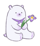 あやめ