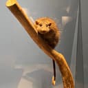 かにぱん