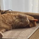 カラヤン😼