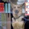 犬野郎 avatar icon