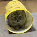 かまいたち