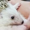 キウイ 🦔 avatar icon