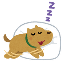 寝ながら走る犬