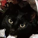 るるる♀