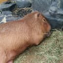 さっしー