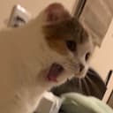 ヤシ