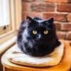 neko avatar icon