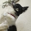 犬先輩