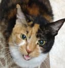 萌葱と皐月 猫のママ