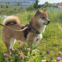 てぃーくん