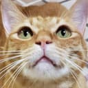 猫おじ