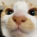 ホーリーナイトベニザクラ