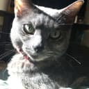 へーはち
